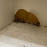 termite-damage-3