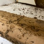 termite-damage-4