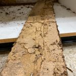 termite-damage-5